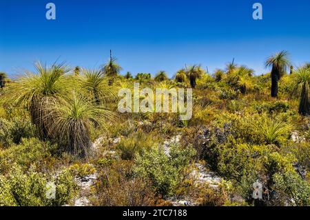 Herbes et végétation de dunes côtières avec arbustes bas dans le parc national de Lesueur, sur la côte ouest de l'Australie occidentale Banque D'Images