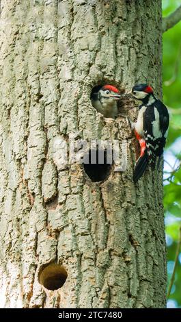 Grand pic à pois (Dendrocopos Major) de sexe masculin se nourrissant nichant. WoolHope Herefordshire Royaume-Uni. Mai 2020. Banque D'Images
