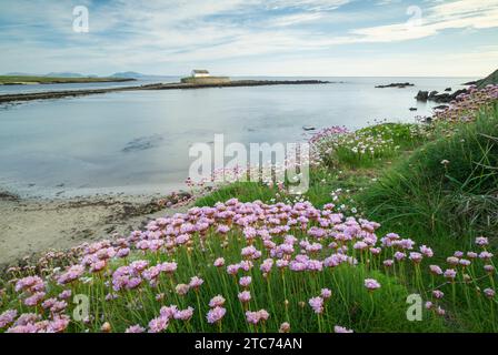 Les roses de mer fleurissent à Porth Cwyfan, avec l'église St Cwyfan sur un îlot de marée dans la baie, Anglesey, pays de Galles, Royaume-Uni. Printemps (mai) 2019. Banque D'Images