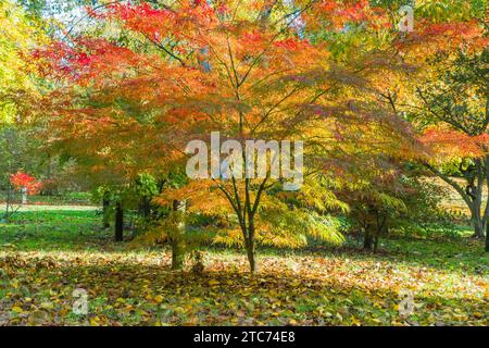 Acer palmatum linearilobum Bodenham Arboretum Worcestershire Royaume-Uni. Octobre 2020. Banque D'Images