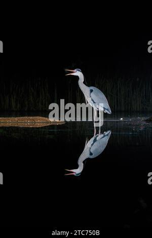 Héron gris adulte (Ardea cinerea) appelant, avec reflet dans le lac. Stamford Lincolnshire Royaume-Uni janvier 2023 Banque D'Images