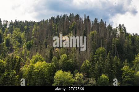 Südschwarzwald Blick auf die Tannenbäume, welche typisch sind für den Schwarzwald. Dachsberg, Deutschland, 01.08.2022 *** Sud de la Forêt Noire vue des sapins, qui sont typiques de la Forêt Noire Dachsberg, Allemagne, 01 08 2022 Credit : Imago/Alamy Live News Banque D'Images