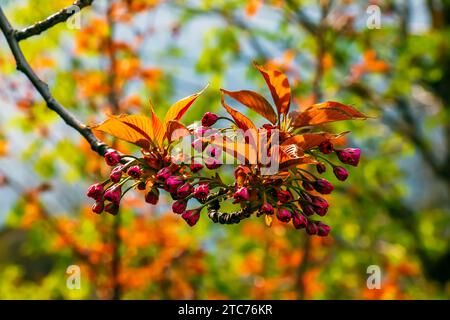 Sakura ou Prunus serrulata au début du printemps. Jeunes pousses et fleurs. Banque D'Images