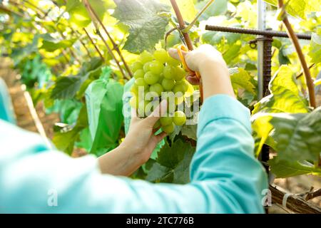 Une jeune agricultrice récolte des raisins mûrs dans son vignoble Banque D'Images