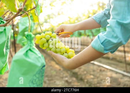 Une jeune agricultrice récolte des raisins mûrs dans son vignoble Banque D'Images