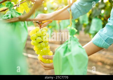 Une jeune agricultrice récolte des raisins mûrs dans son vignoble Banque D'Images