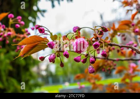 Sakura ou Prunus serrulata au début du printemps. Jeunes pousses et fleurs. Banque D'Images