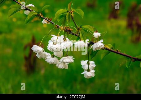Sakura ou Prunus serrulata au début du printemps. Jeunes pousses et fleurs. Banque D'Images