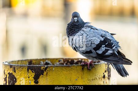 Stadtaube Eine Stadtaube sitzt auf einem rostigen Metallpfeiler. Friedrichshafen, Deutschland, 21.08.2022 *** pigeon de ville Un pigeon de ville repose sur un pilier métallique rouillé Friedrichshafen, Allemagne, 21 08 2022 Banque D'Images