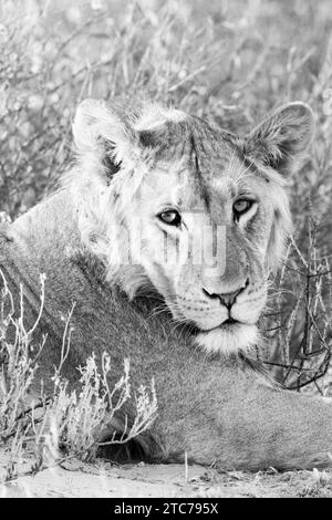 Jeune mâle Kalahari Lion (Panthera Leo) Kgalagadi Parc transfrontalier, Kalahari, Cap Nord, Afrique du Sud, couché sur une dune de sable près de Nossob au coucher du soleil Banque D'Images