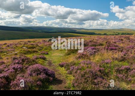 Bruyère fleurie sur les landes près de Birch Tor dans le parc national de Dartmoor, Devon, Angleterre. Été (août) 2022. Banque D'Images