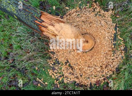 Sachsendorf, Allemagne. 11 décembre 2023. Un castor a fait un excellent travail dans l'Oderbruch dans l'est du Brandebourg et a abattu cet arbre sur une route. L'Oderbruch a été créé après avoir drainé il y a près de 270 ans et a été colonisé avec des colons par le roi prussien Frédéric II Il est préservé comme habitat avec un système d'eau sophistiqué. Crédit : Patrick Pleul/dpa/ZB/dpa/Alamy Live News Banque D'Images