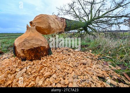 Sachsendorf, Allemagne. 11 décembre 2023. Un castor a fait un excellent travail dans l'Oderbruch dans l'est du Brandebourg et a abattu cet arbre sur une route. L'Oderbruch a été créé après avoir drainé il y a près de 270 ans et a été colonisé avec des colons par le roi prussien Frédéric II Il est préservé comme habitat avec un système d'eau sophistiqué. Crédit : Patrick Pleul/dpa/ZB/dpa/Alamy Live News Banque D'Images