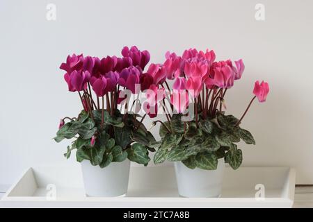 Gros plan de deux jolis cyclamens roses dans une petite jardinière debout sur un plateau en bois blanc, fond blanc, vue de côté Banque D'Images