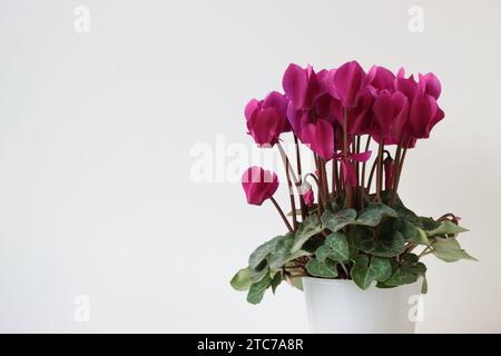 Gros plan d'une jolie plante rose de cyclamen persicum dans un pot de fleurs blanches, vue de côté, espace de copie, fond blanc Banque D'Images