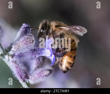 Gros plan d'une abeille européenne (Apis mellifera) pollinisant et se nourrissant d'une fleur de lavande violette. Long Island, New York, États-Unis Banque D'Images