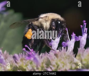 Un gros plan d'une femelle Common Eastern Bumble Bee, Bombus impatiens, utilisant sa langue de proboscis pour récupérer le nectar des fleurs de lavande violette. Banque D'Images