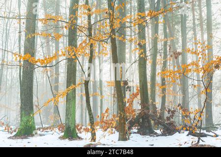 Feuilles jaunes sur les arbres dans une forêt brumeuse et hivernale, jour de décembre Banque D'Images