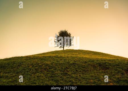 Pittoresque paysage du lever du soleil sur l'arbre solitaire sur la colline dans la scène rurale à Hirzel, Suisse Banque D'Images