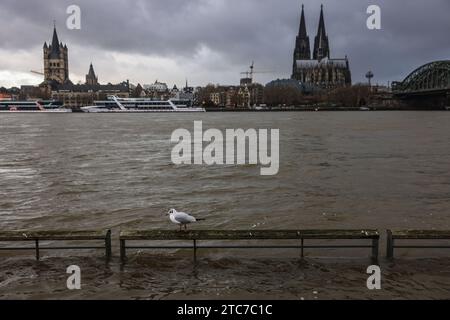 Cologne, Allemagne. 11 décembre 2023. Une mouette repose sur une rampe inondée sur les rives du Rhin. Une combinaison de pluie et de dégel peut devenir un problème pour les rivières dans certaines parties du sud et de l'ouest de l'Allemagne. Par exemple, le niveau des eaux du Rhin augmente en raison des précipitations actuelles dans son bassin versant sud. Crédit : Oliver Berg/dpa/Alamy Live News Banque D'Images