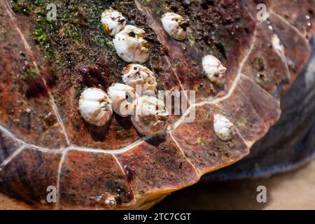Barnacles sur la carapace de tortue de mer Loggerhead les barnacles sont des crustacés qui se fixent aux surfaces à l'aide d'une colle forte. Photographié en Israël Banque D'Images