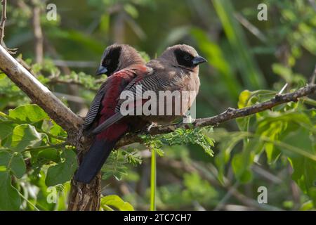 Bec de cire à face noire (Brunhilda erythronotos syn. Estrilda erythronotos) perché sur une ancienne branche. espèce commune de finlandais estrildide trouvée dans le sud Banque D'Images