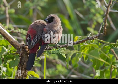 Bec de cire à face noire (Brunhilda erythronotos syn. Estrilda erythronotos) perché sur une ancienne branche. espèce commune de finlandais estrildide trouvée dans le sud Banque D'Images