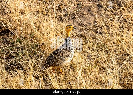 Le mâle Coqui francolin (Campocolinus coqui) est une espèce d'oiseau de la famille des Phasianidae. Photographié en Ethiopie Banque D'Images