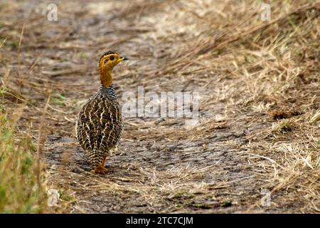 Le mâle Coqui francolin (Campocolinus coqui) est une espèce d'oiseau de la famille des Phasianidae. Photographié en Ethiopie Banque D'Images