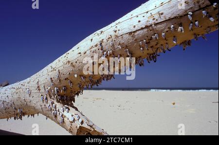 Bernacles d'oie (Lepas sp.) sur un tronc d'arbre lavé. Ces crustacés marins s’attachent à une roche ou à un autre substrat à l’âge adulte. Le pa avant Banque D'Images