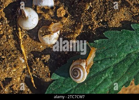 Monacha syriaca est une espèce d'escargot terrestre, un gastéropode terrestre de la famille des Hygromiidae. L'espèce se trouve dans la région méditerranéenne. Banque D'Images