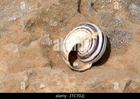 Xeropicta Carmelensis - Xeropicta est un genre de petits escargots terrestres respirant de l'air, mollusques gastéropodes pneumonés de la sous-famille Helicellinae de la fam Banque D'Images