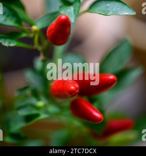 Piments rouges mûrs cultivés à la maison sur un gros plan de poivron Banque D'Images