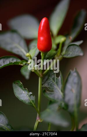 Piments rouges mûrs cultivés à la maison sur un gros plan de poivron Banque D'Images