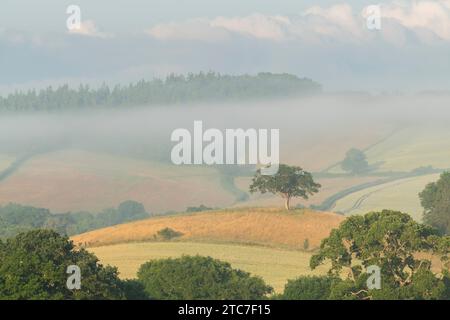 Seul arbre perché dans la campagne environnante, Devon, Angleterre. Été (juin) 2023. Banque D'Images