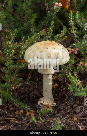 Fausse calotte de mort, fausse calotte de mort, Amanita citrina, tabouret de toadstool poussant dans la bruyère, octobre Banque D'Images