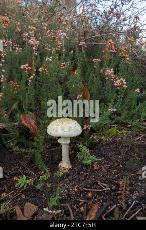 Fausse calotte de mort, fausse calotte de mort, Amanita citrina, tabouret de toadstool poussant dans la bruyère, octobre Banque D'Images