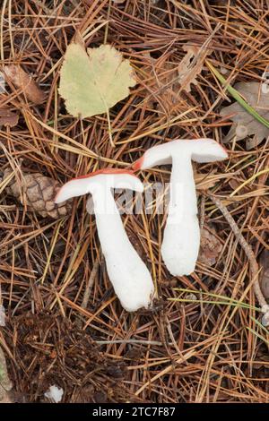 Le malade, Russula emetica, Emetic russula, vomissant russula, non enraciné, coupé en deux, octobre Banque D'Images