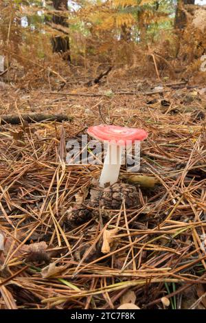 Le malade, Russula emetica, Emetic russula, vomissant russula, poussant dans les aiguilles de pin sur le sol de la forêt, octobre Banque D'Images