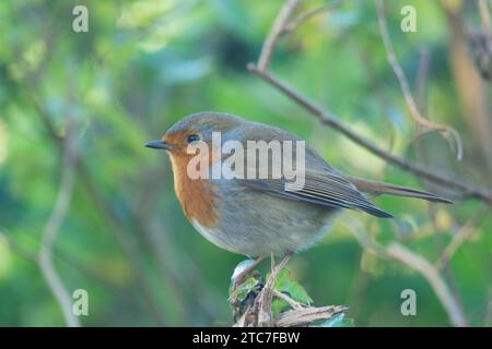 Robin, Robin européen, erithacus rubecula, hiver, perché à hedgerow, novembre, Royaume-Uni, novembre Banque D'Images