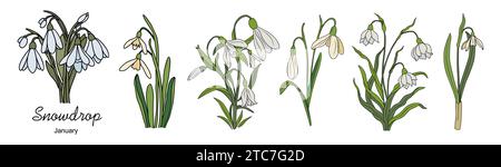 Ensemble de vecteur de fleurs du mois de naissance de janvier Snowdrop Illustration de Vecteur