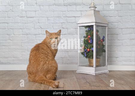 Drôle de chat rouge à côté d'un petit sapin de noël regarde grimpant à la caméra. Banque D'Images