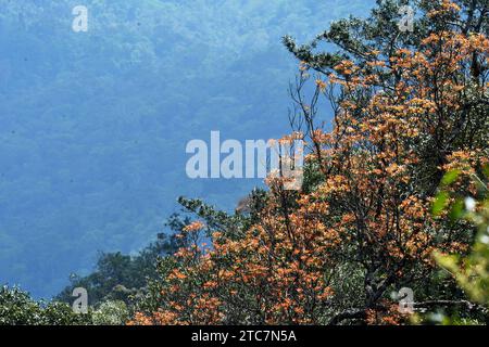 Bangkok. 11 décembre 2023. Cette photo prise le 11 décembre 2023 montre des forêts dans le parc national de Khao Yai, en Thaïlande. La Journée internationale annuelle de la montagne est célébrée le 11 décembre. Crédit : Rachen Sageamsak/Xinhua/Alamy Live News Banque D'Images