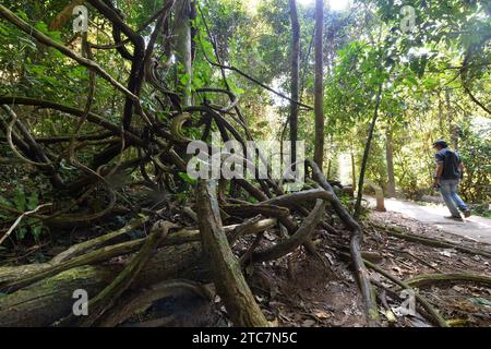 Bangkok. 11 décembre 2023. Cette photo prise le 11 décembre 2023 montre des forêts dans le parc national de Khao Yai, en Thaïlande. La Journée internationale annuelle de la montagne est célébrée le 11 décembre. Crédit : Rachen Sageamsak/Xinhua/Alamy Live News Banque D'Images