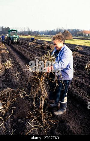 Meerrettichernte in Leipe Spreewald DEU/Brandenburg/ Spreewald Â in den feuchten schwarzen Boeden des Spreewalds werden neben Mohrrüben und Gurken auch Meerrettich angebaut. Die scharfen Wurzeln der Meerrettichpflanze werden als Gemüse bzw. Gewürz verwendet. Von Oktober bis Februar werden die langen Wurzeln geerntet. SIE werden ausgegraben und meistens frisch verarbeitet. Insgesamt wurden im Spreewald 2023 auf gut 10 Hektar Meerrettich angebaut und geerntet. Durchschnittlich liegt der Ertrag pro Hektar BEI zwölf bis 13 Tonnen. Leider haben viele Bauern den mühseligen Anbau aufgegeben und arbei Banque D'Images