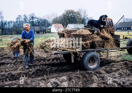 Meerrettichernte in Leipe Spreewald DEU/Brandenburg/ Spreewald Â in den feuchten schwarzen Boeden des Spreewalds werden neben Mohrrüben und Gurken auch Meerrettich angebaut. Die scharfen Wurzeln der Meerrettichpflanze werden als Gemüse bzw. Gewürz verwendet. Von Oktober bis Februar werden die langen Wurzeln geerntet. SIE werden ausgegraben und meistens frisch verarbeitet. Insgesamt wurden im Spreewald 2023 auf gut 10 Hektar Meerrettich angebaut und geerntet. Durchschnittlich liegt der Ertrag pro Hektar BEI zwölf bis 13 Tonnen. Leider haben viele Bauern den mühseligen Anbau aufgegeben und arbei Banque D'Images