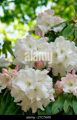 Rhododendron Loder's White, fermes de fleurs blanches bordées de rose mauve, ouverture de bourgeons rose mauve Banque D'Images