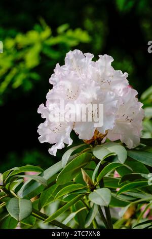 Rhododendron Loder's White, fermes de fleurs blanches bordées de rose mauve, ouverture de bourgeons rose mauve Banque D'Images