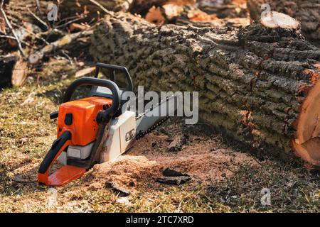 La tronçonneuse repose sur de la sciure près d'un arbre. Bois de chauffage Banque D'Images