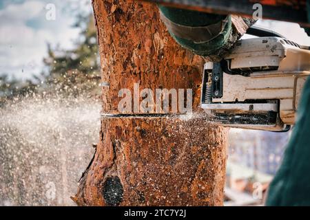 Bûcheron coupe avec une tronçonneuse un tronc d'arbre. De la sciure de bois s'envole d'une scie. Gros plan. Banque D'Images